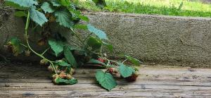 Appartements Le coin Nature : Studio avec Vue sur Jardin