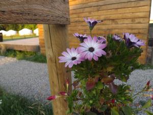 Campings Les insolites de la Baie : photos des chambres