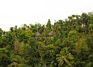 Grassroots Wayanad, Valley-view Tents