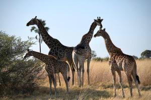 Ndlovu Tiny Home Dinokeng