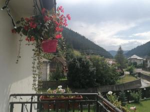 Bucovina DIA