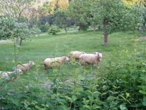 Roubenka na Páleném