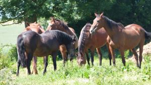 Maisons de vacances Gite et Relais Equestre de Marie : photos des chambres