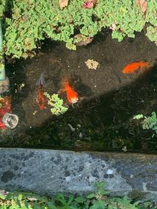 Birillina Guest House di Laura Reni