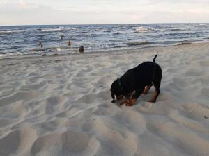 Camping Fluffy Horns - Kempings Pūkainie Ragi