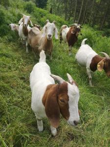 Gutshof und Ferienwohnung Proft