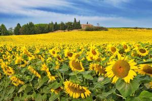 Villas Domaine de Nougayrol Large Luxury Villa with Private Pool, Free WiFi & Parking in Outstanding Vineyard : photos des chambres