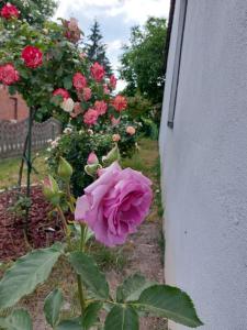 Oak House Nowy Dworek