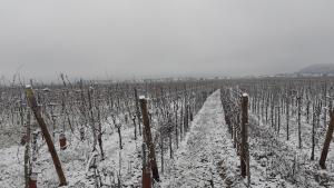 B&B / Chambres d'hotes aux pieds des vignes chambre classee 2clefs : photos des chambres