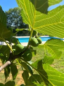 Maisons de vacances Au Grand Bonheur - Gite 4 personnes : photos des chambres