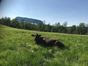 The Olav-house from 1840, at farm Ellingbø