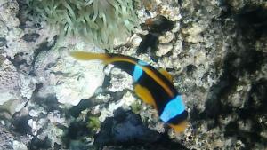 Scandic Resort Apartments