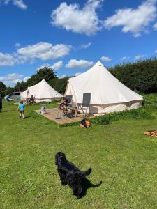 Roe Deer Meadow at Carr House Farm