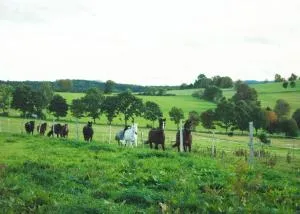 Urlaub auf dem Reiterhof Schaarschmidt - Kühnhaide