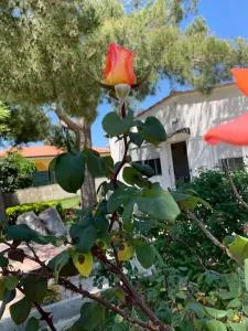 Villa Fiori giardino, 400 m. mare con parcheggio - Terrauzza