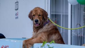 Whiteflower Resort Morjim