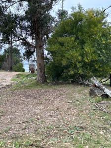 Gran escape! Santa Ana