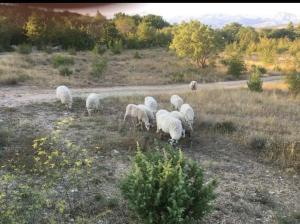 Apartmani Tanja Pridraga