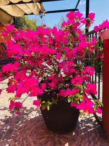 DEPARTAMENTO VILLA NEEK