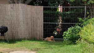 Aranyharmat Apartman