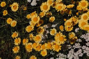 BodenSEE Apartment Neukirch Goppertsweiler HASE