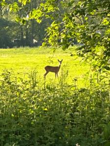 NIEUW Eco design bosvilla met sauna en xl tuin