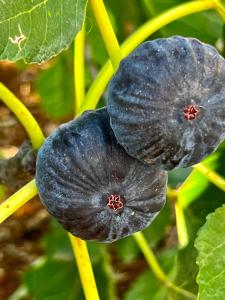 Trulli delle succulente