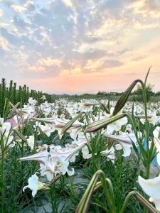 Lily Garden Homestay