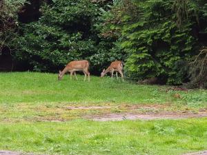 Beautiful cottage in Brentwood