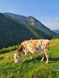 Casa Muchia lui Gîrniță