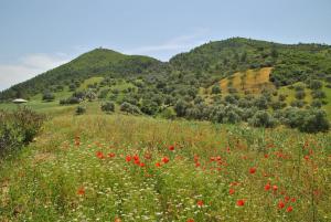 Ferme Dar Aicha green Bellouta