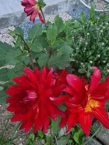 Pensiunea Ricky - Arefu