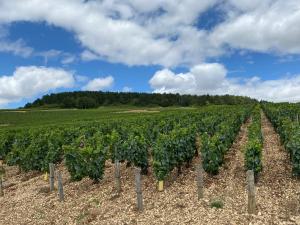 Appartements Le Merrain gite plein coeur de Chablis : photos des chambres