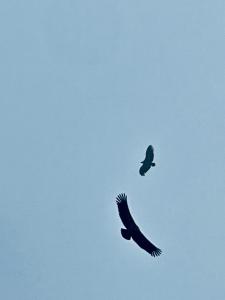 Picasso Art Room Studio Apartment img93