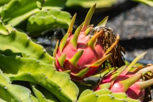 Villa Dulce Celestino Lanzarote