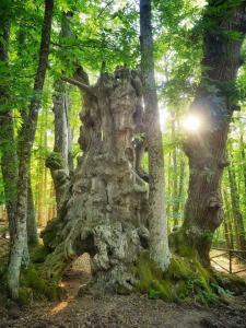 GREDOS RURALRUT cerca del CASTAÑAR de El Tiemblo, Reserva Natural VALLE DE IRUELAS, alojamiento acogedor con cabina hidromasaje, chimenea eléctrica, calefacción, wifi, cocina