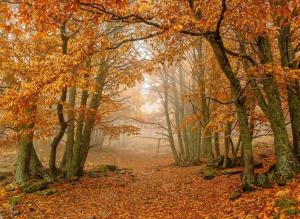 GREDOS RURALRUT cerca del CASTAÑAR de El Tiemblo, Reserva Natural VALLE DE IRUELAS, alojamiento acogedor con cabina hidromasaje, chimenea eléctrica, calefacción, wifi, cocina