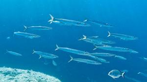 Mirò Art Room Apartment img80