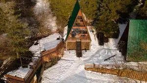 Forest Mood/ტყის განწყობა - Tba