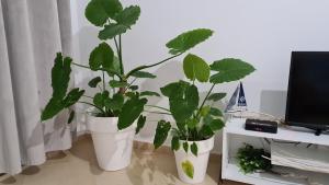 Nazari Orikum with veranda 4 guests