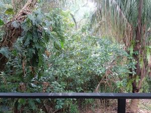 Selva Linda Lodge jungle wildlife vue and birdwatching