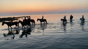 La Mimosa Case Vacanze