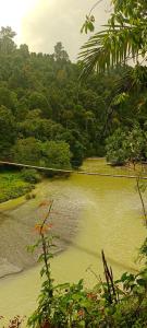 Green Lodge Tangkahan