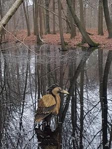 Maison Raymond - Vakantiehuisje met houtgestookte sauna