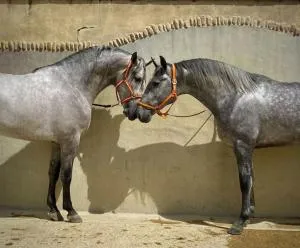 Logement insolite au coeur d'une écurie - Raphèle