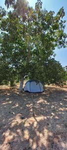 La Sosta del Viandante - Camping