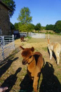 Maisons de vacances Home in Champagnac La Riviere with shared pool : photos des chambres