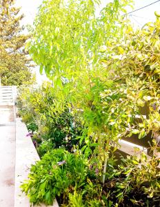 Yucca Studio, beautiful apartment with garden