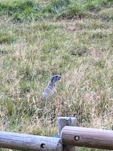 Appartements Praz sur Arly - proche des pistes et de Megeve : photos des chambres