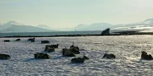 Warm and cozy cottage, Great location - Larseng